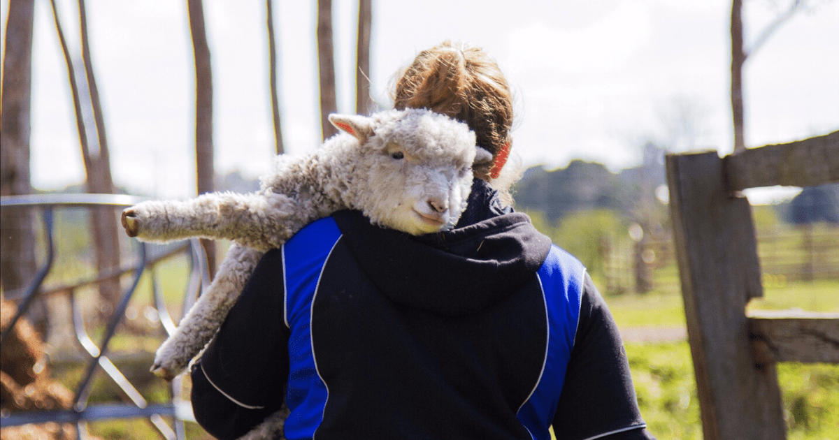animal land children’s farm