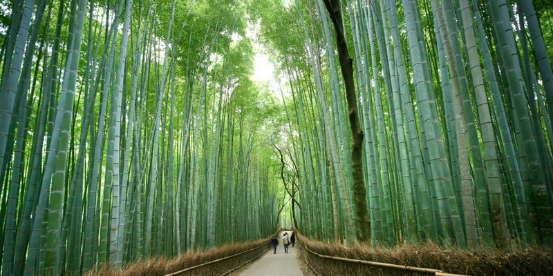 Arashiyama Bamboo Grove