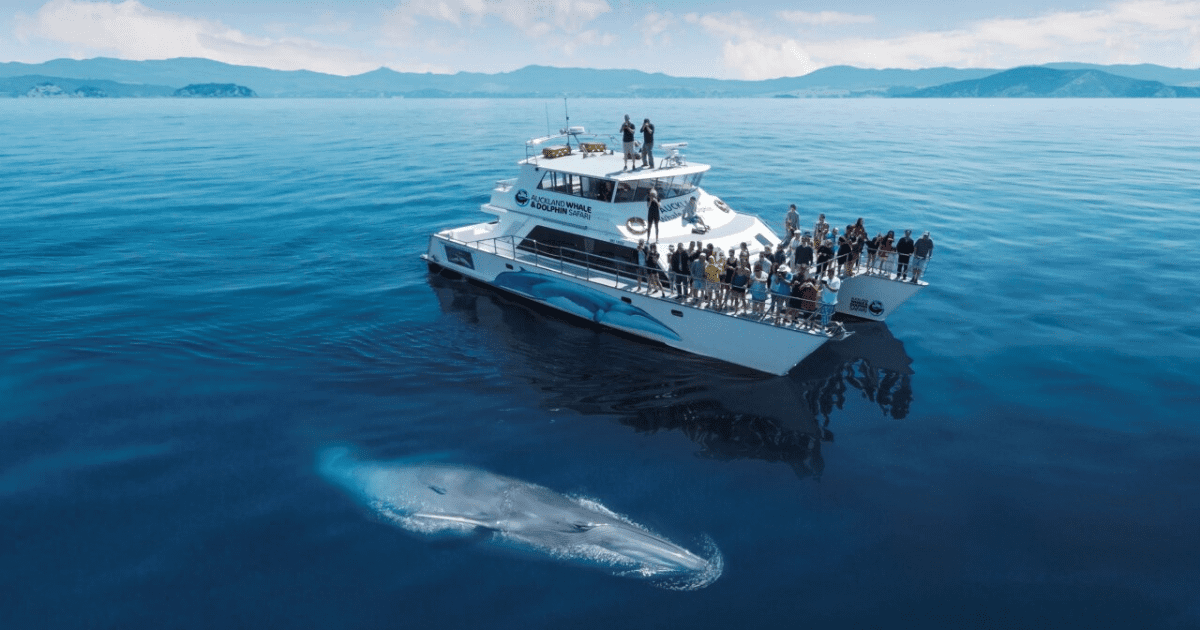 auckland dolphin & whale watching cruises
