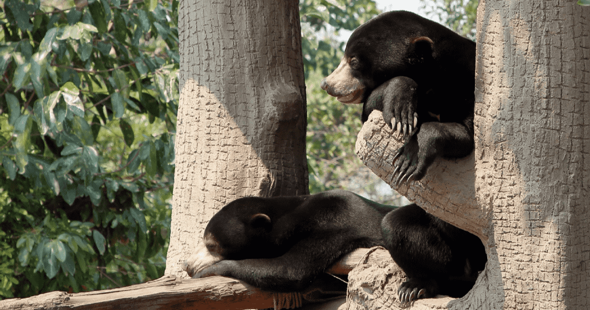 bear care tour