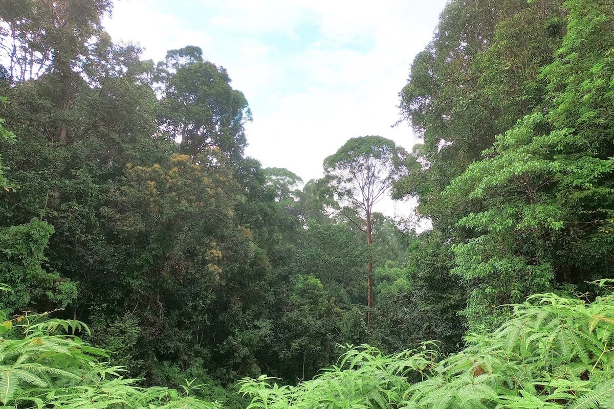 Bukit Bauk Urban Forest (Rimba Bandar Bukit Bauk)