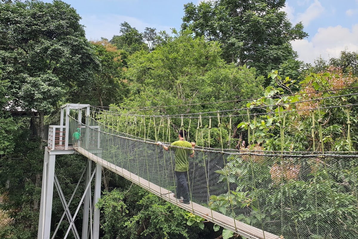 Canopy Walk SPF Mata Ayer