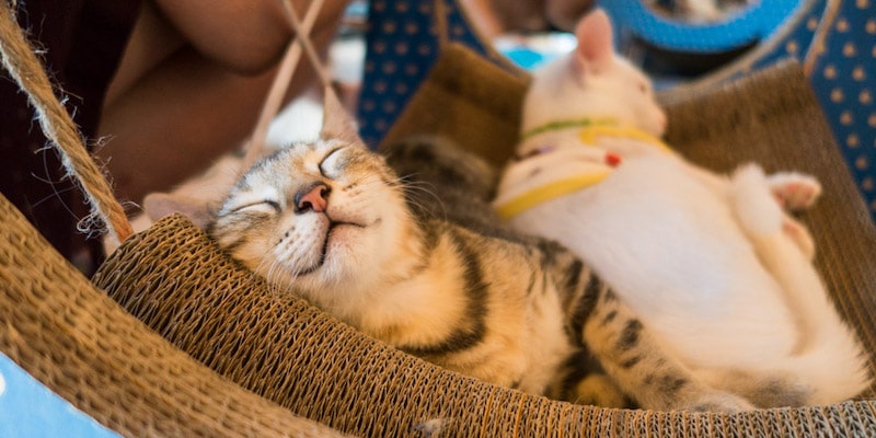 Catmosphere