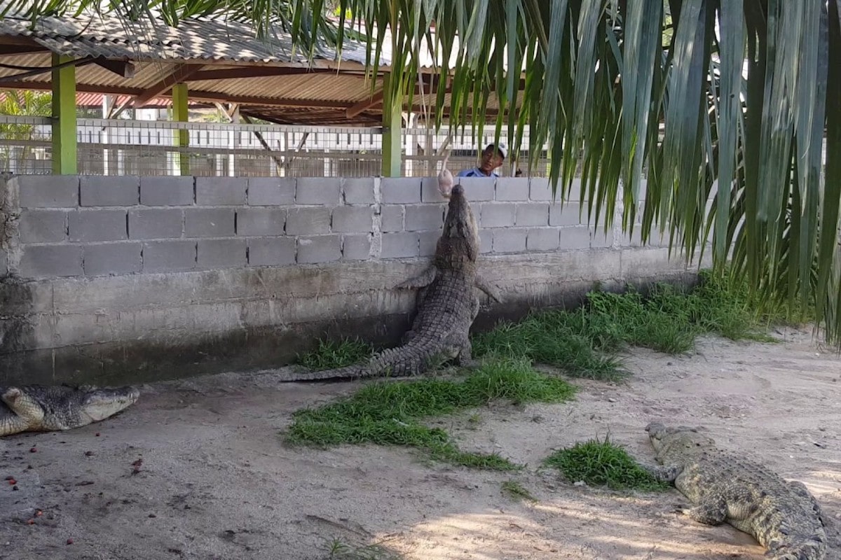 Teluk Sengat Crocodile Farm