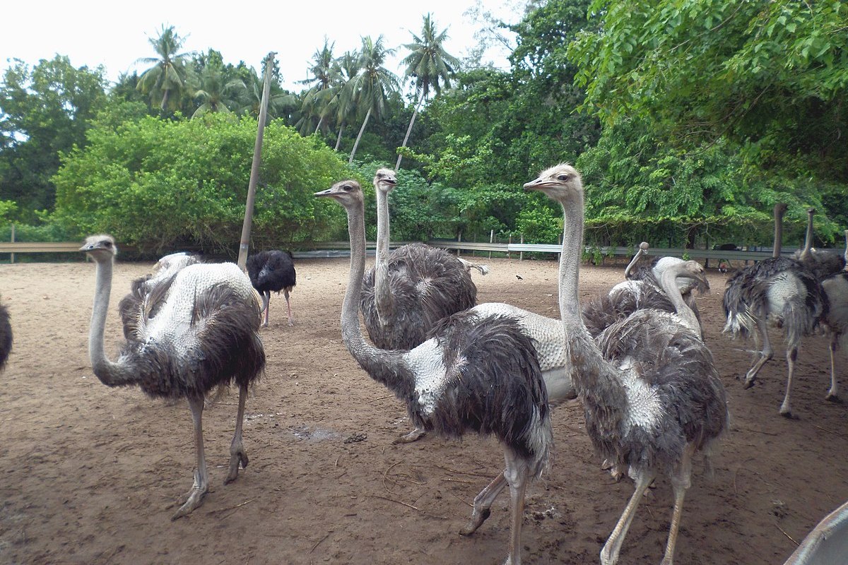 Desaru Ostrich Farm