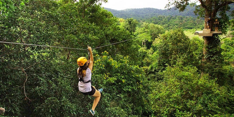 Flight of the Gibbon