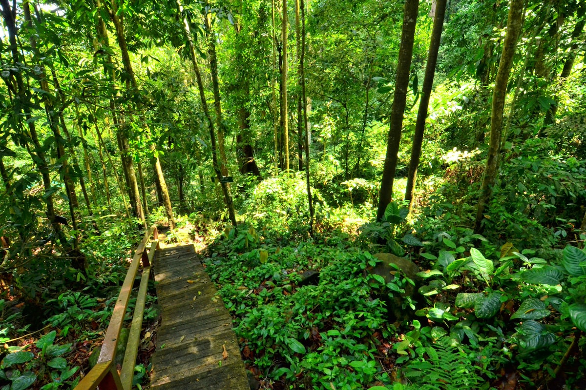 Gemok Hill Forest Reserve (Hutan Simpanan Bukit Gemok)
