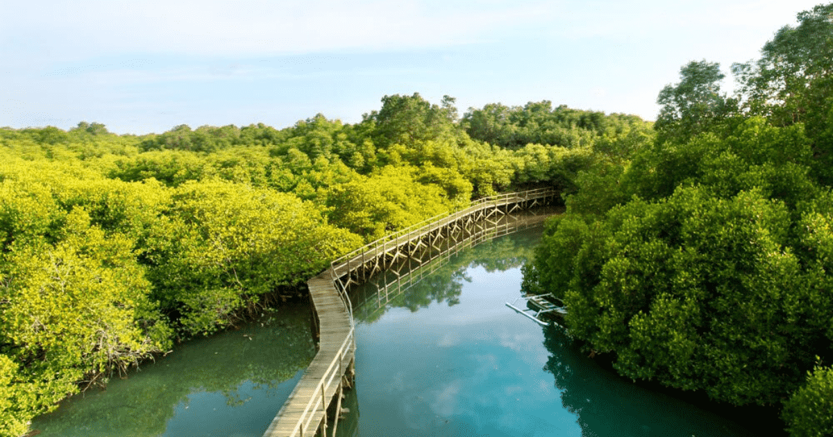 hutan mangrove wonorejo (wonorejo mangrove park)