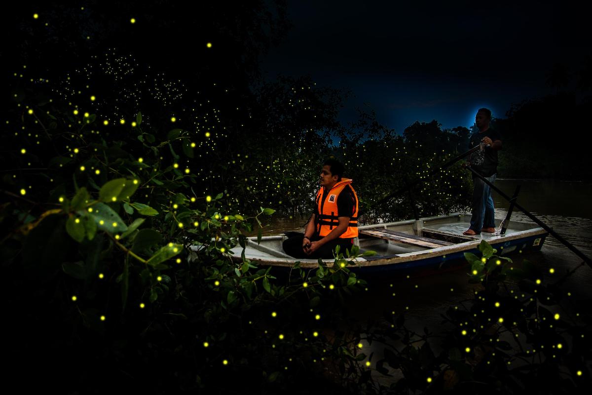 Kampung Kuantan Fireflies Park