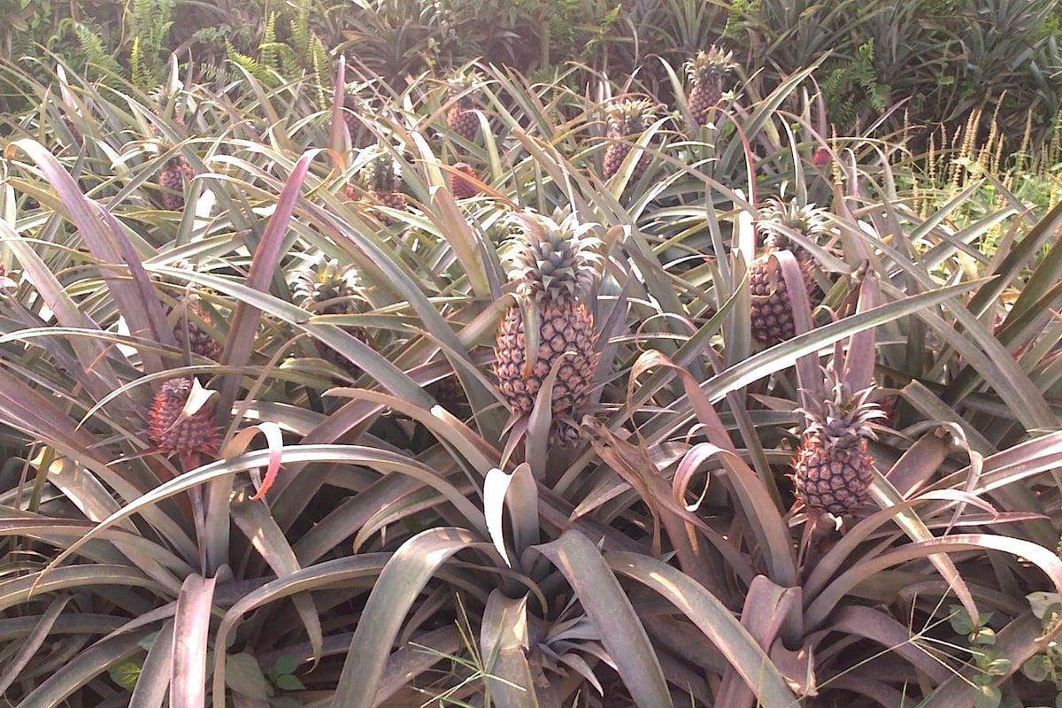 parit tengah pineapple farm