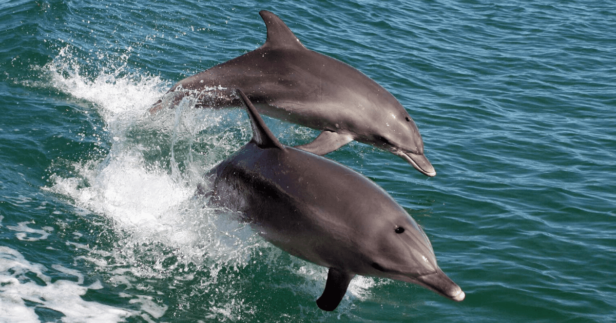 mandurah dolphin & scenic canal cruise