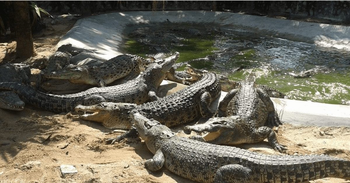 Malacca Crocodile & Recreational Park