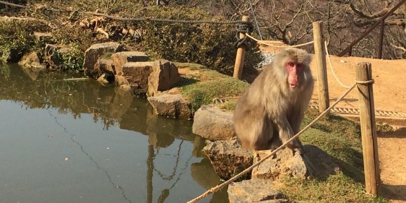 monkey park iwatayama