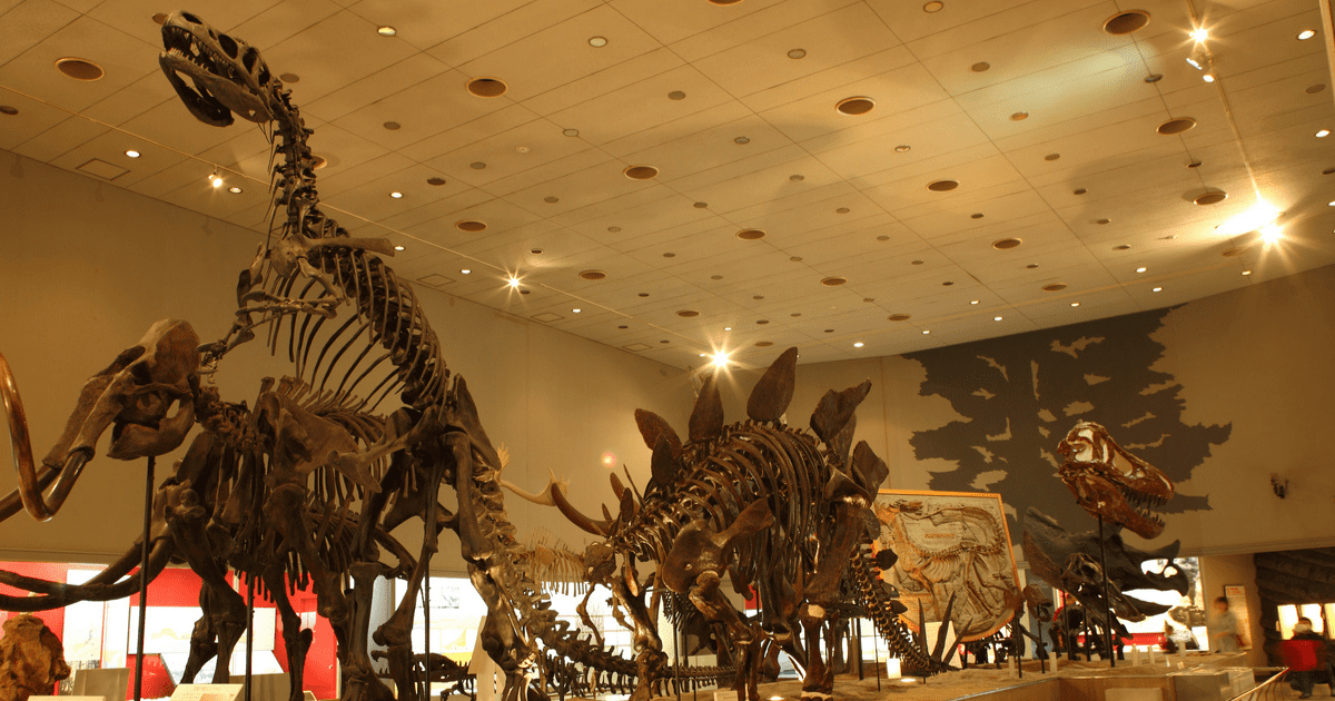 museum of history