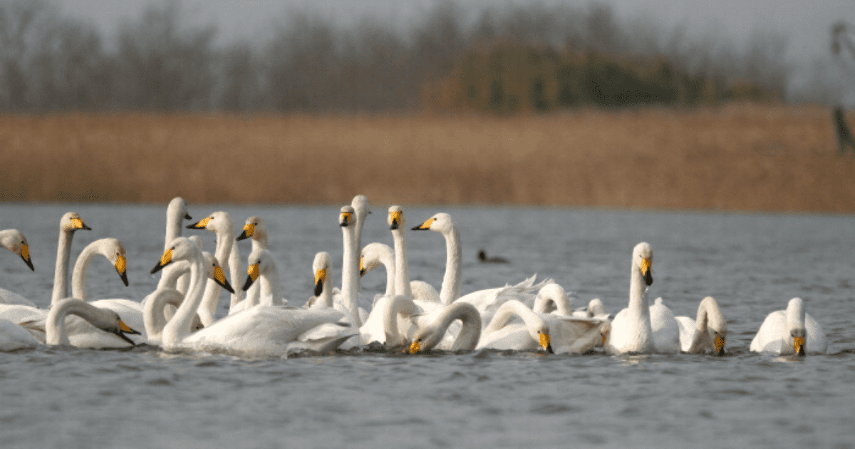 nakdonggang bird sanctuary
