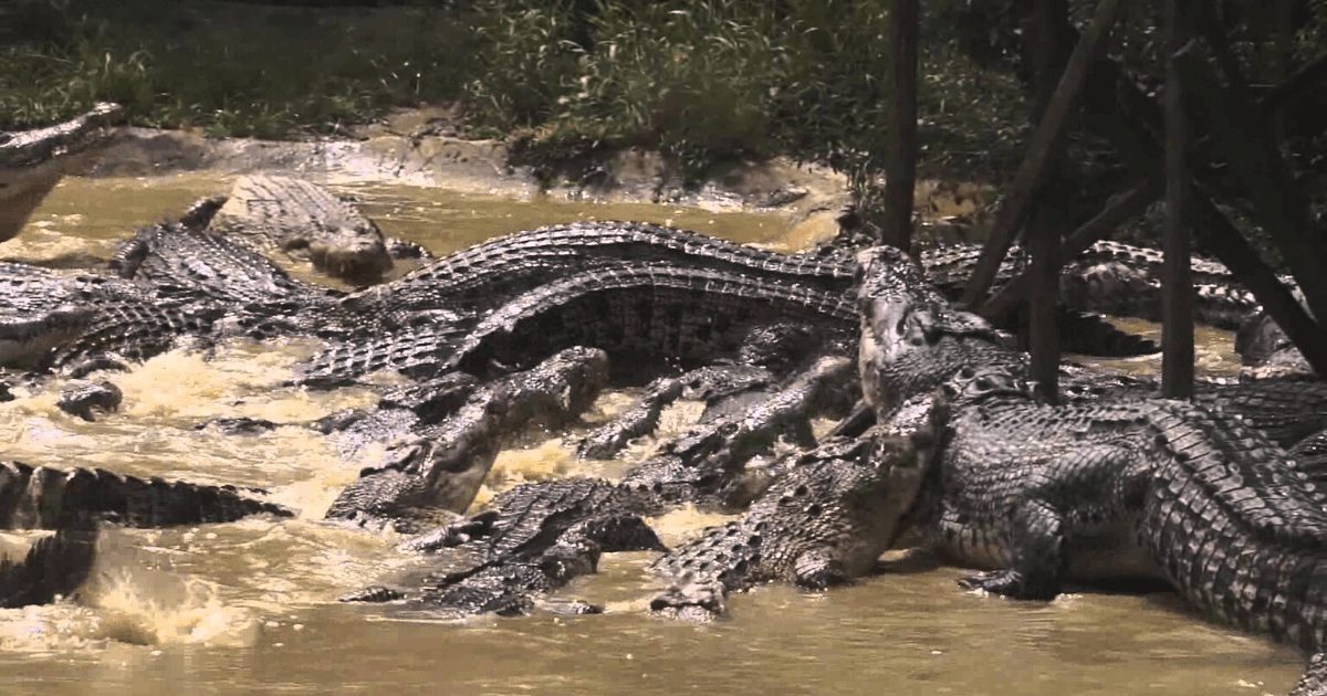Million Years Stone Park/Pattaya Crocodile Farm