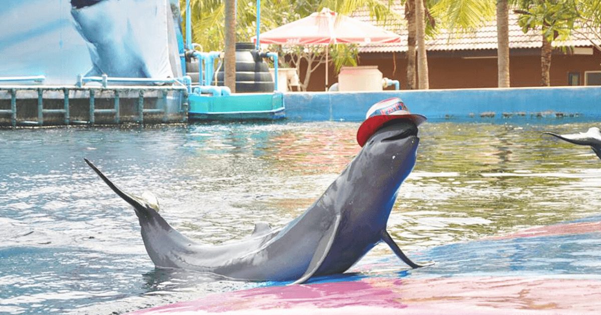 Pattaya Dolphin World