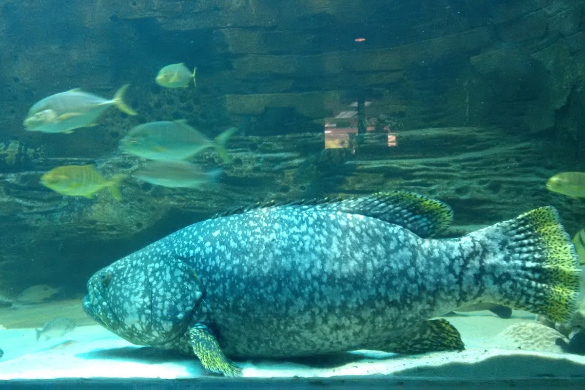 Penang aquarium batu maung