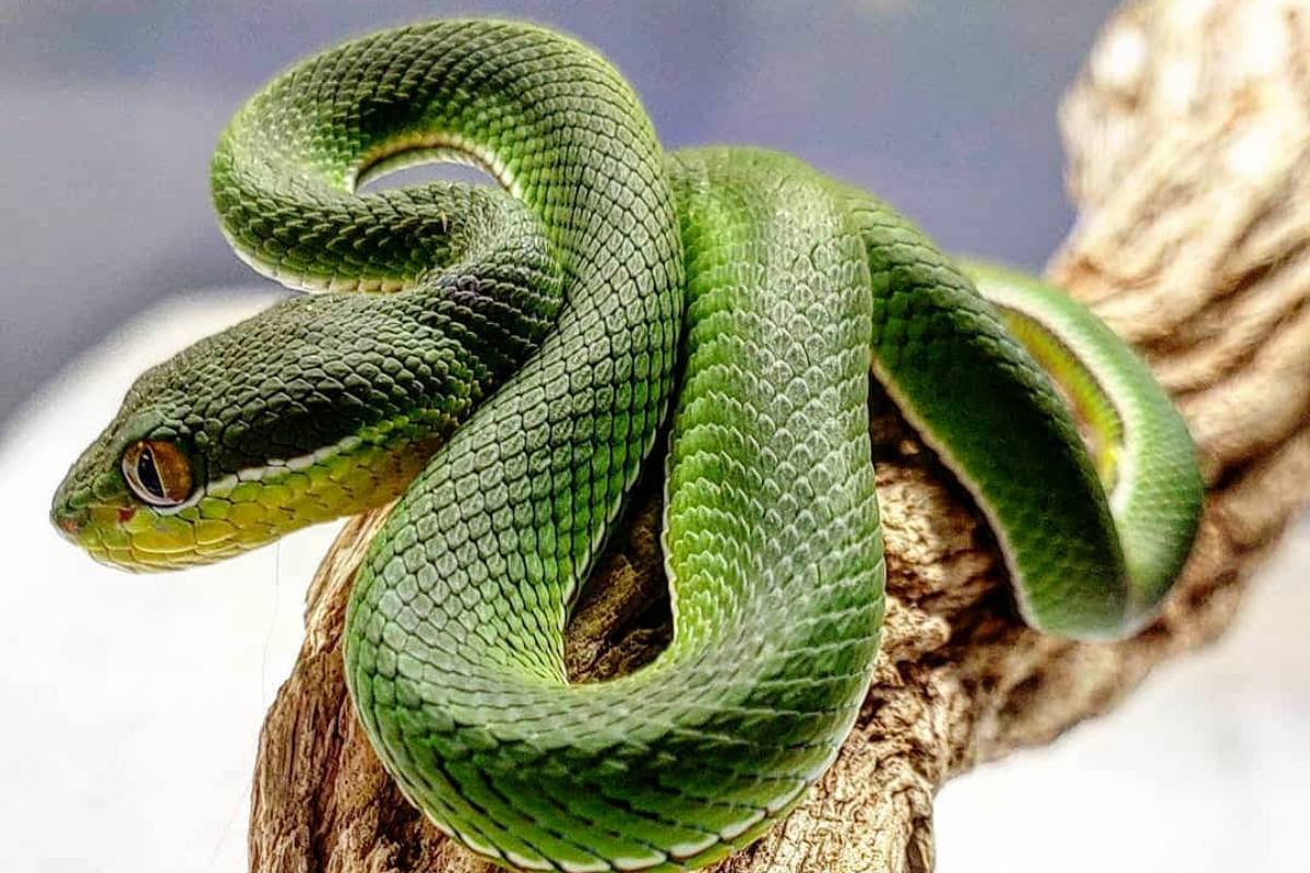 Живые змеи. Грин Снейк. Snake фото. Pit Viper. Snake olant.