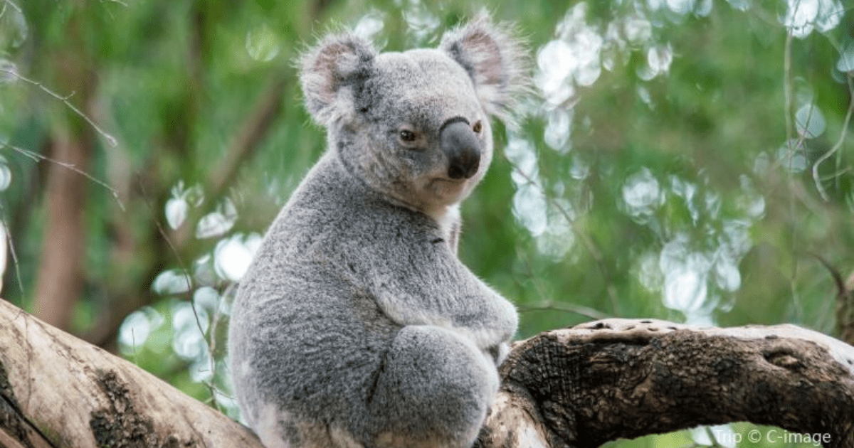 perth zoo