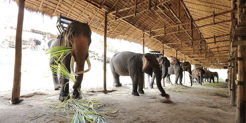 thai elephant conservation center