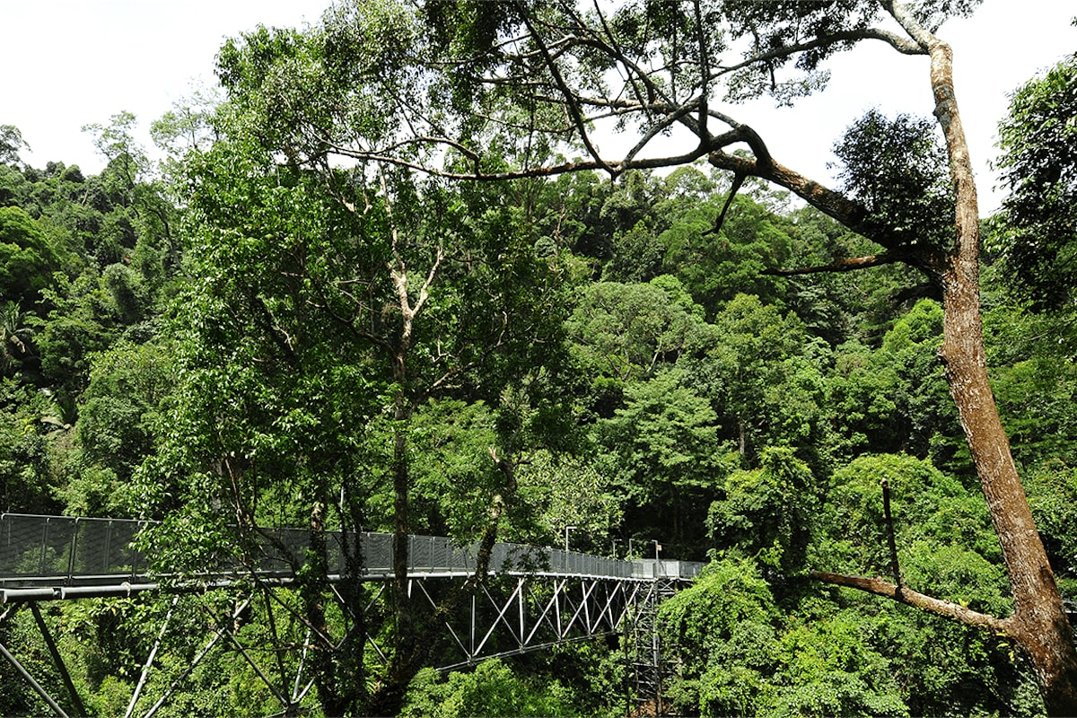 Tree Top Walk Sungai Sedim