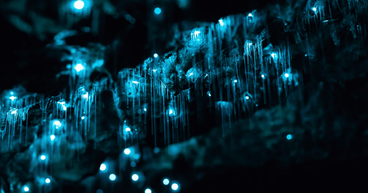 waitomo glowworm cave